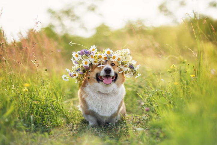 Ein niedlicher Corgi sitzt in einem Wildblumenkäfig auf einer sonnigen Wiese.
