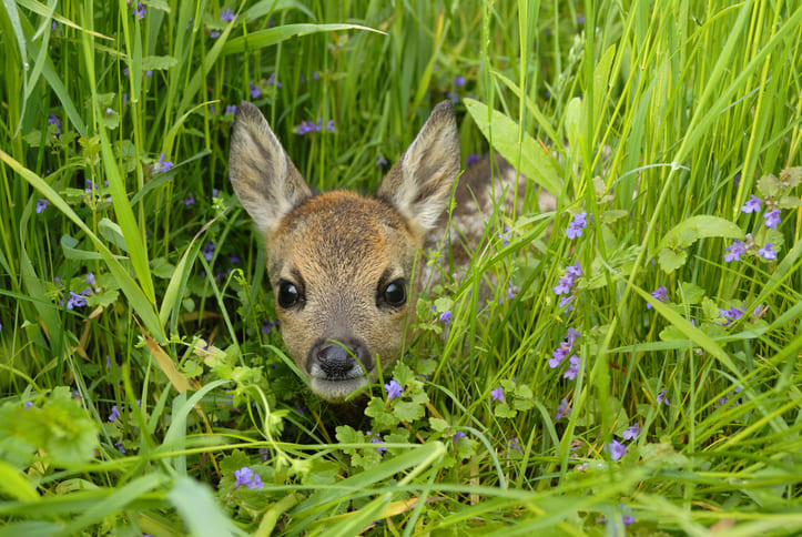 Rehkitz im Wildpark Pforzheim