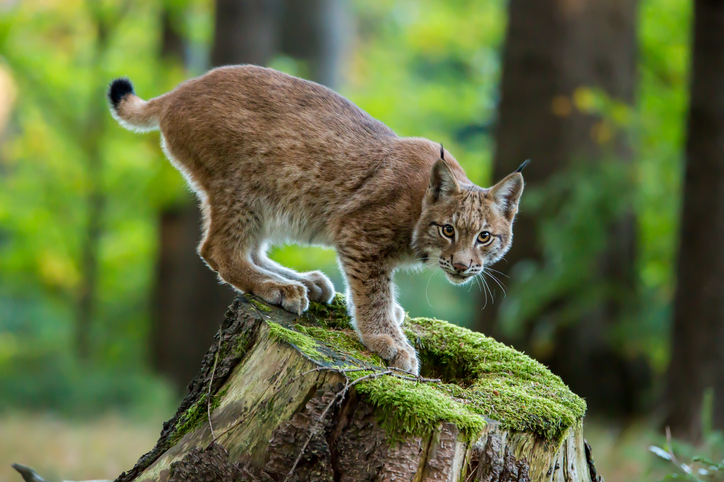 Luchs im Wildpark Pforzheim