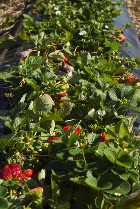 Rote Erdbeeren auf einem Feld 